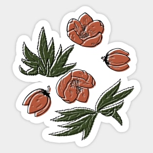 Helleborus purpurascens Sticker